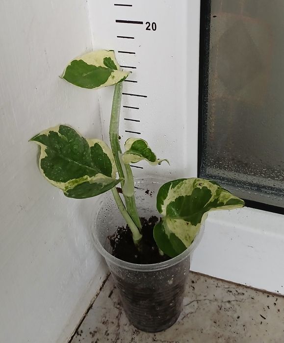 Сингониуми,Дяволски бръшлян, епипремнуми, монстера, пиперомия, мушкато