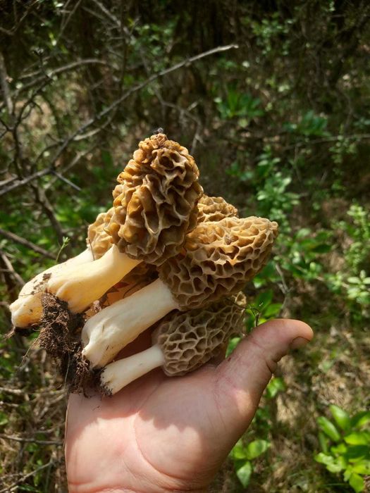 Zbarciogi morcela esculenta