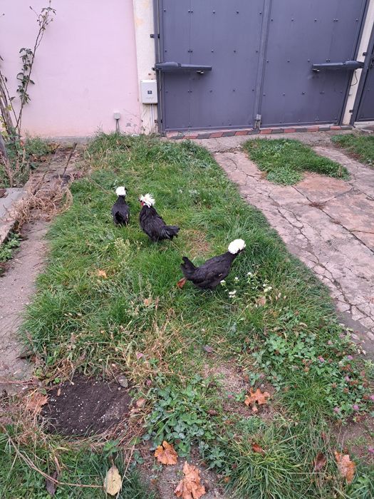 Gaini si cocos motat olandez