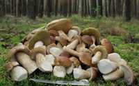 Продается Грибы белый гриб подосиновик подберёзовик