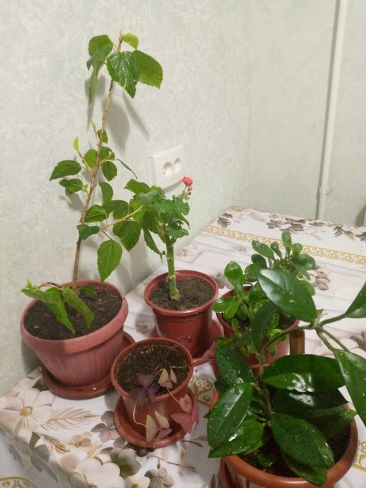 Продаются комнатные растения