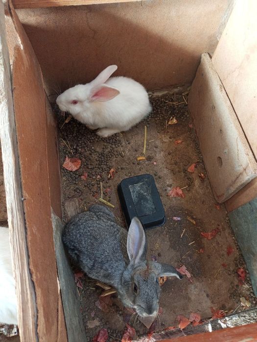 Quyonlar bolari sotiladi