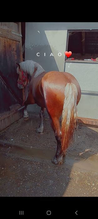 Vând armăsar de 3 ani