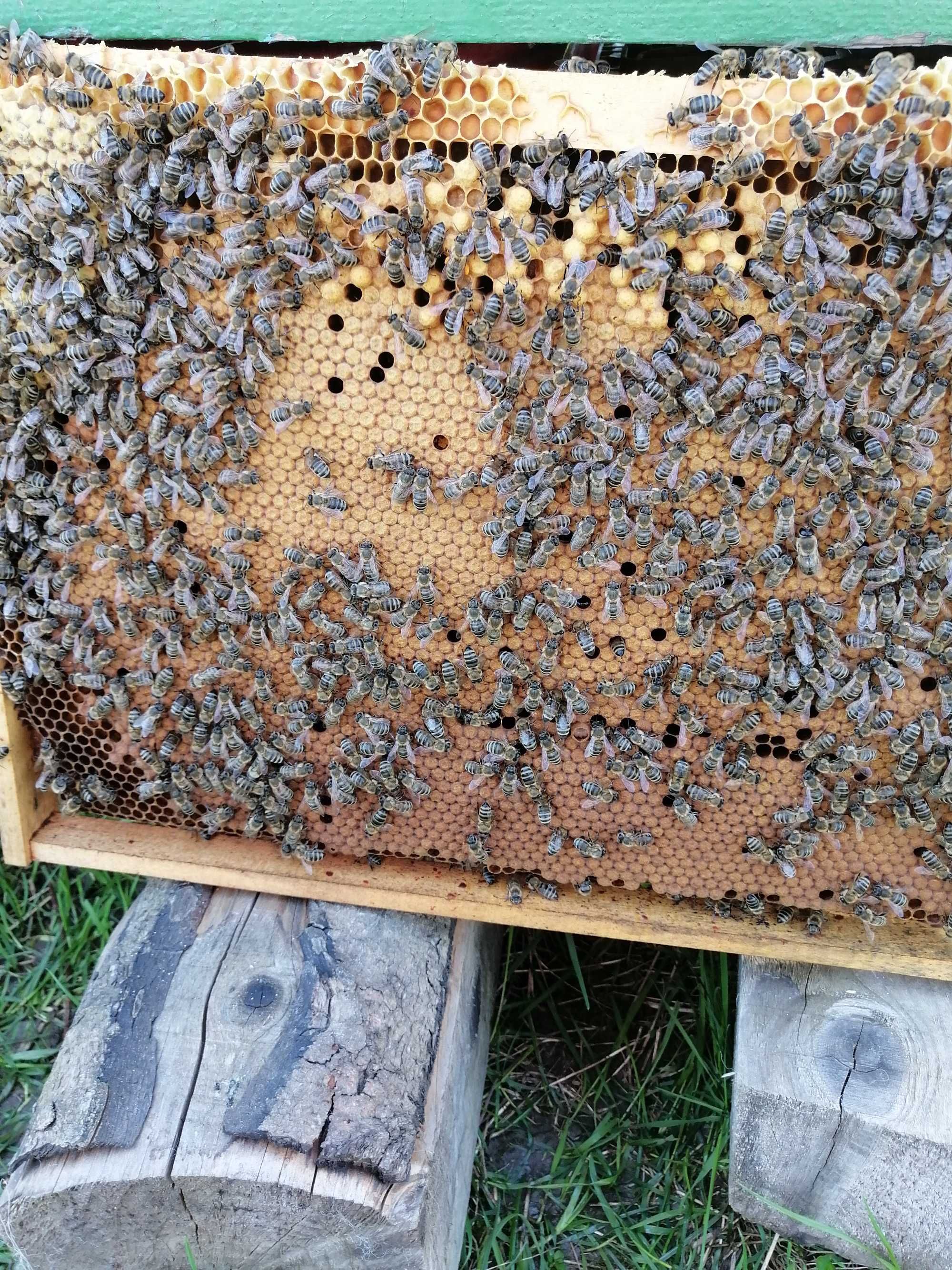 Albine de vinzare