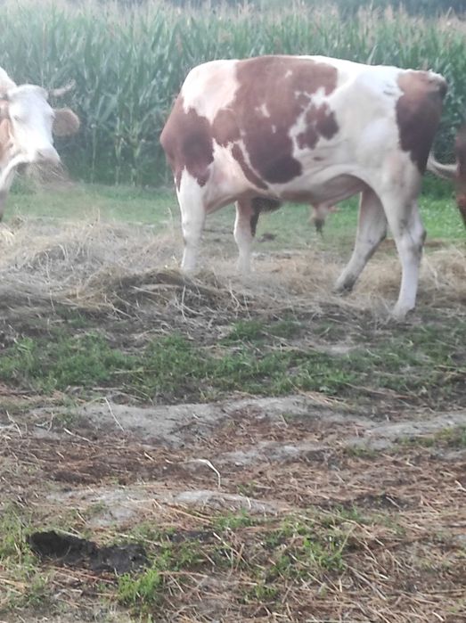 Taur de 4 ani aprox.700 kg