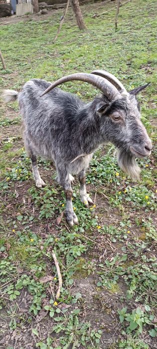 Tap metis de vanzare