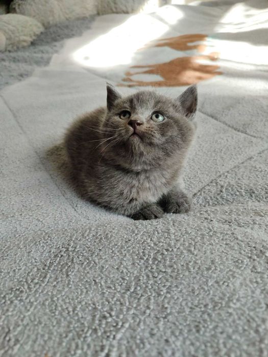 Продается котенок скоттиш страйт