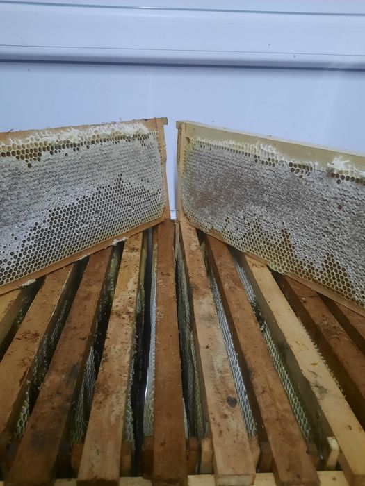 Miere Naturala producție 2025