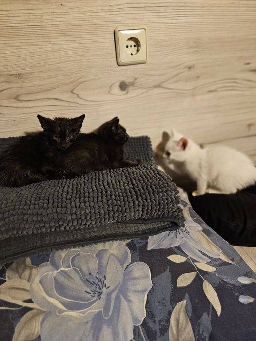 Котенца. Сивичко ,Беличко и два чернички...