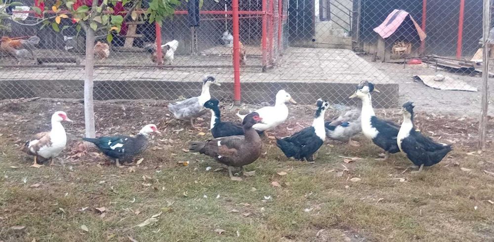 Rate motate și lesesti