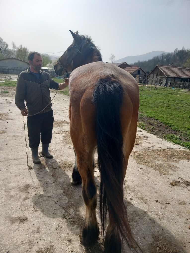 Vând  cal de lucru