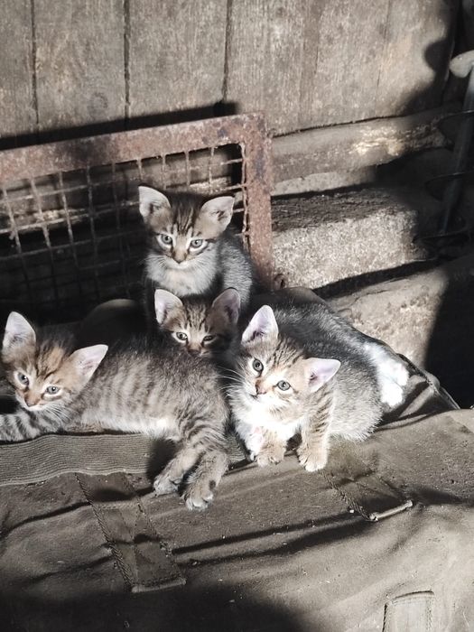 Pisoi spre adopție