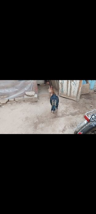 Sotiladi jöja xòroz va tovuq