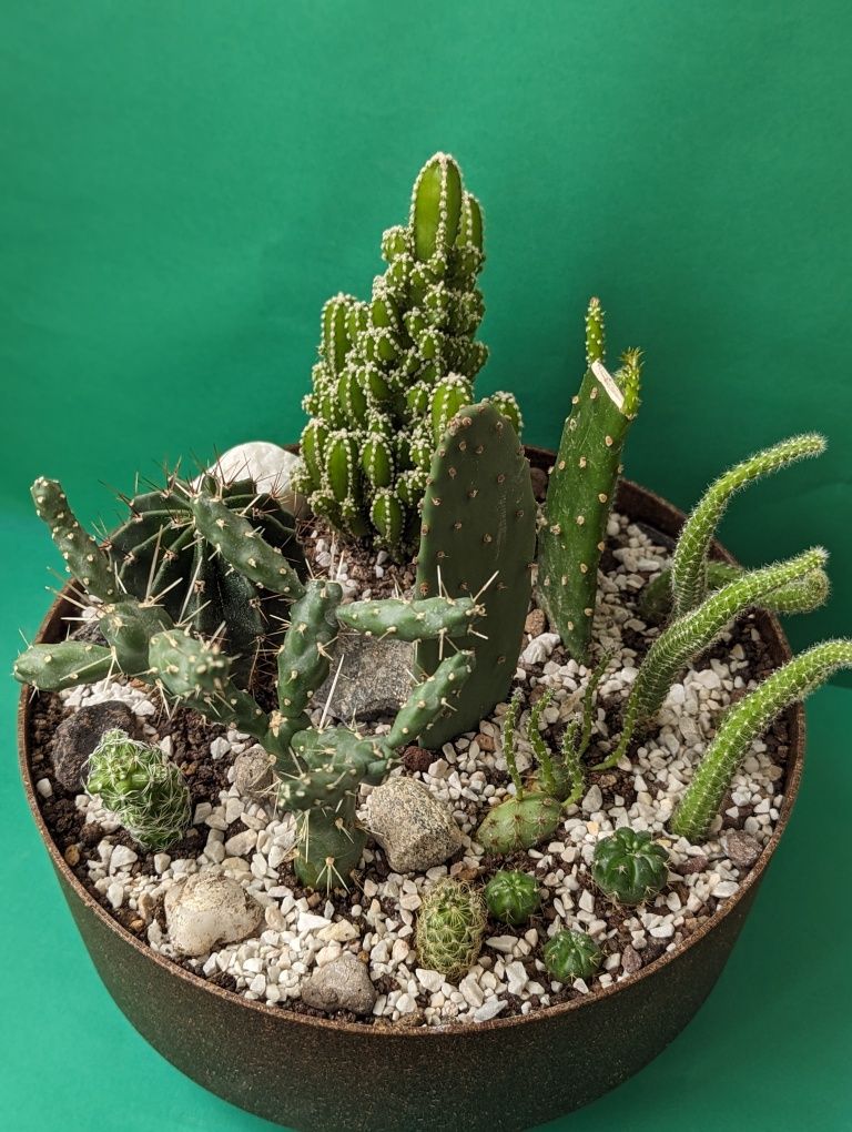 Aranjament floral - cactusi