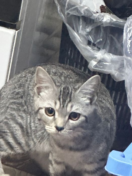 Отдам бесплатно кошку