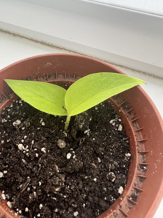 Отросток эпипремнум и хойя