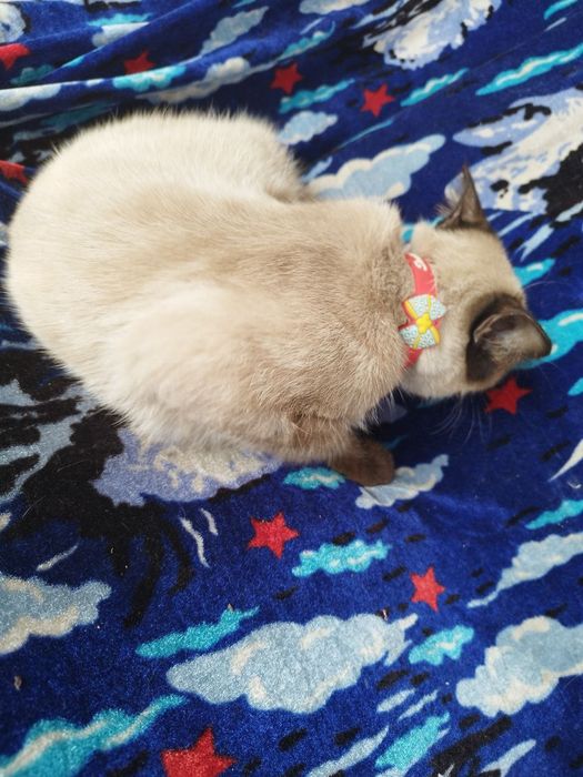 Кошка породистая