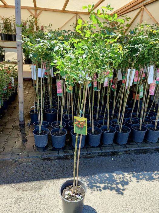 Oferta , trandafiri pomisor diferite culori