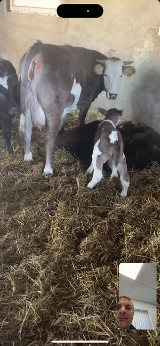 Vaca la primul vițel