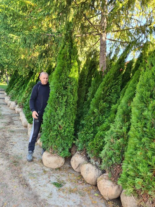 Tuia brazi mesteacăn tei salcie prunus criptomenia Danica magnolia
