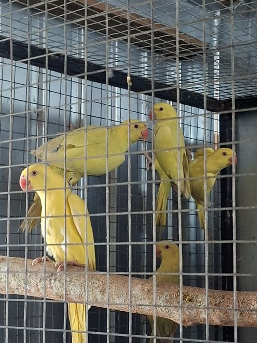 De la perusi la alexandrii mari