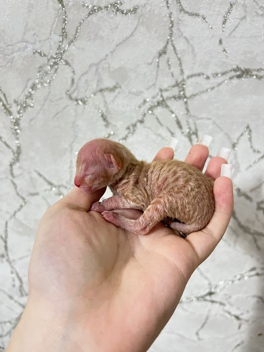 Бронь котенка сфинкса