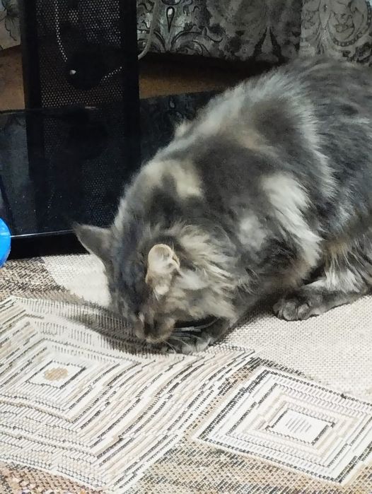 Продам кошечку  породы мейн- кун