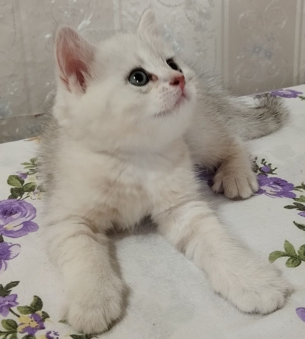Шотландские котята