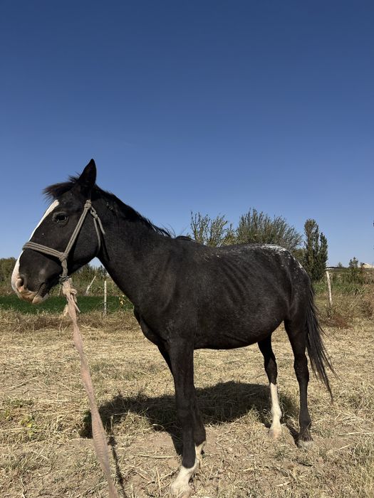 Жылқы сатылады..