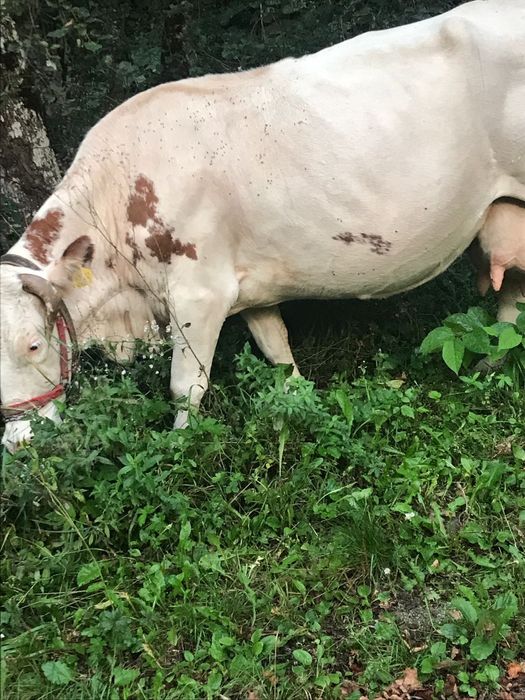 Vând vacă de 8 ani