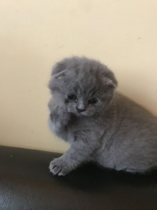 Шотландско  клепоухо късокосместо коте