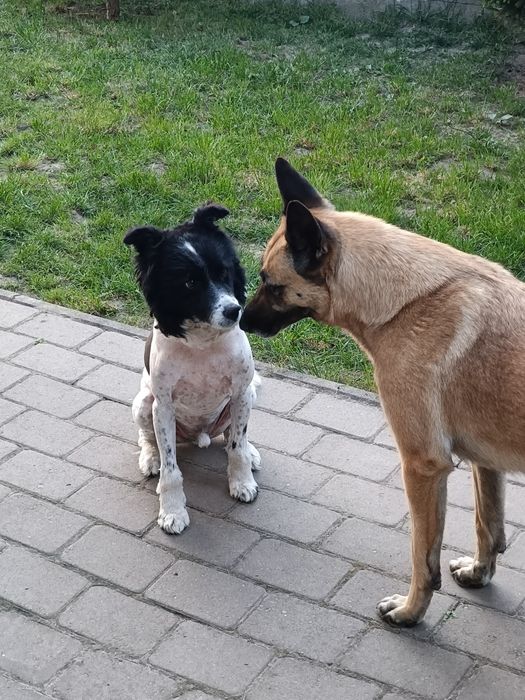 Donez metis Belgian Malinois