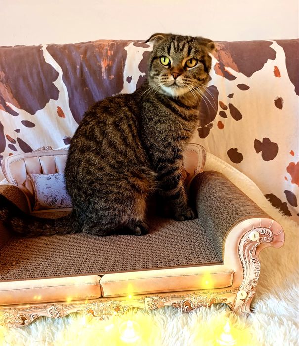 Отдам в добрые руки