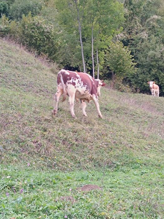 Taur bălțat bun de monta
