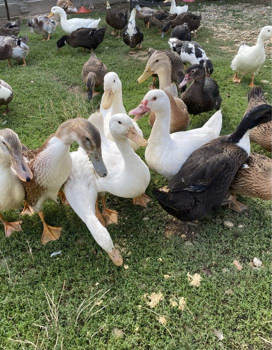 Vand rate romanesti/leşeşti, diferite marimi si culori