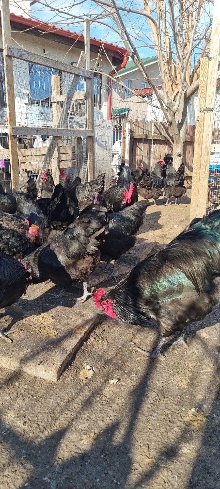 Pui de rasa Rhode island,australorp,marans,wyandotte