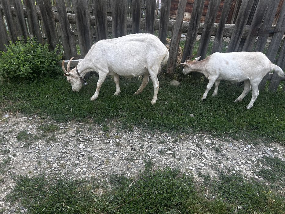 Capra saanen, de lapte