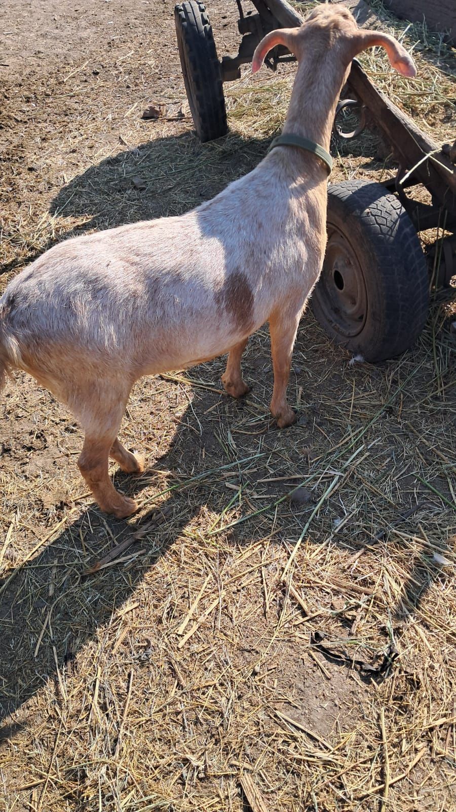 Vând 2 iede și o capra metis anglo nubian