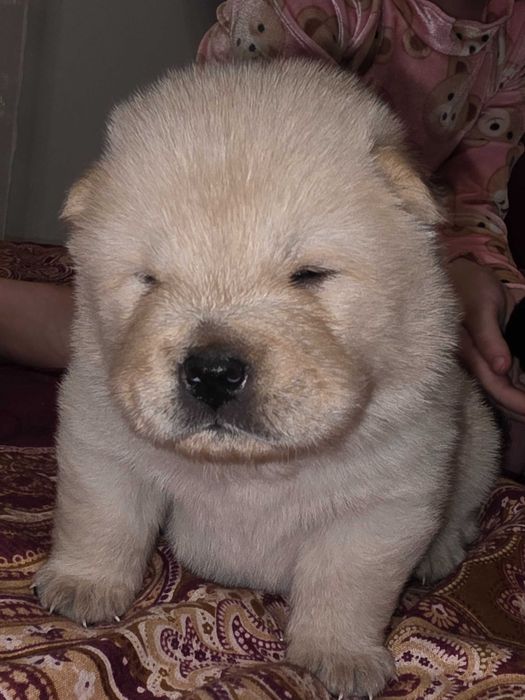 Pui femela chow chow