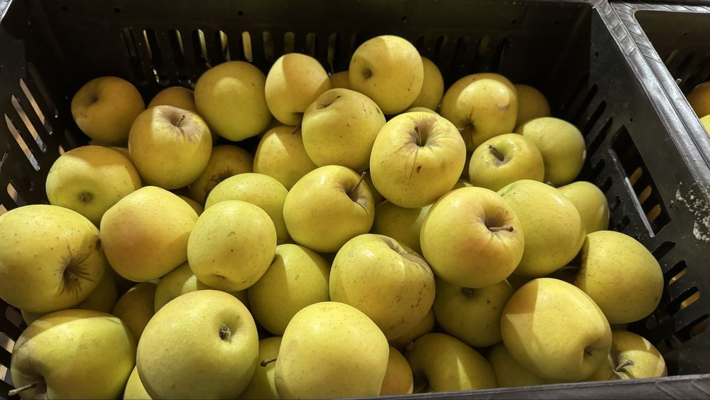 Яблоки сорт золотое превосходное Ессикские