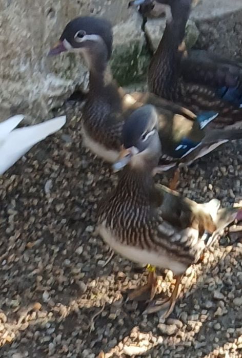 Vînd rate mandarine si    caroline