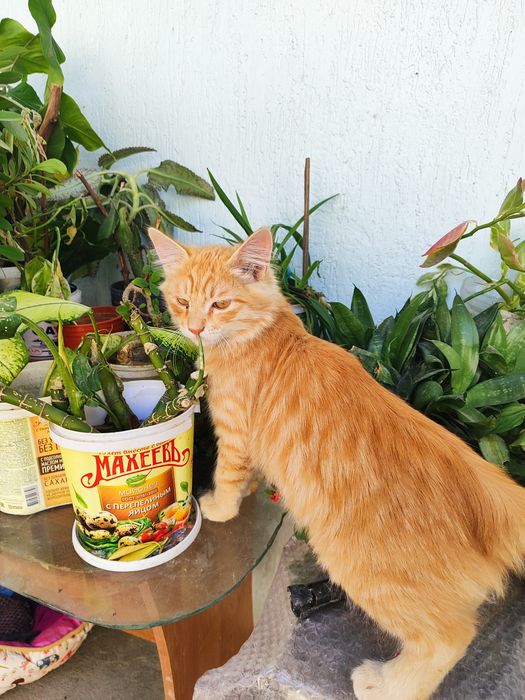 Котёнок ищет свой дом