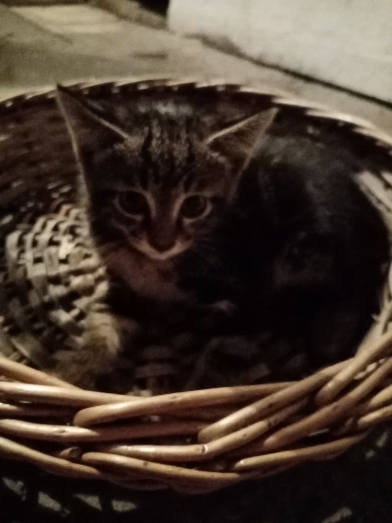 Котята, отдам даром