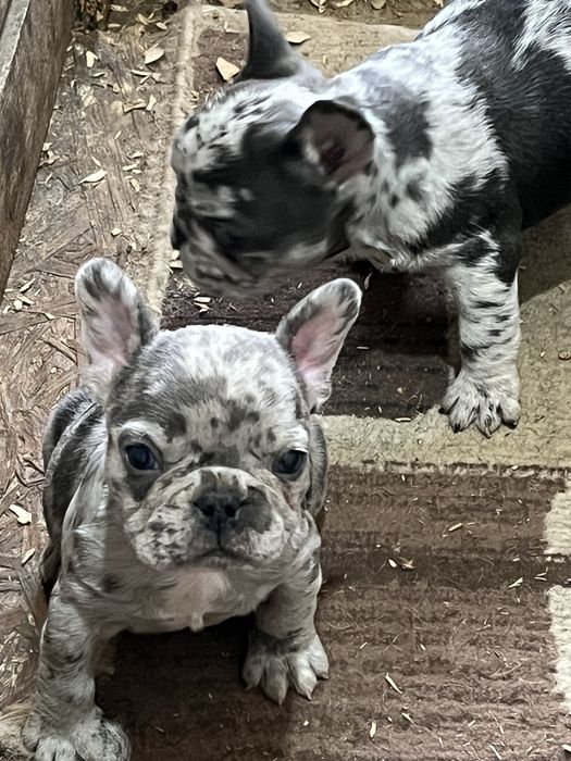 Эксклюзивные щенки французского бульдога