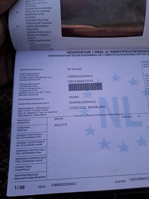 Armăsar de monta KVPN