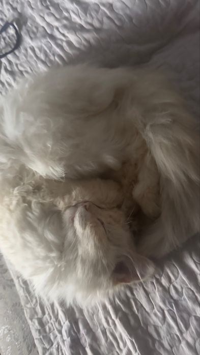 Котик ищет дом