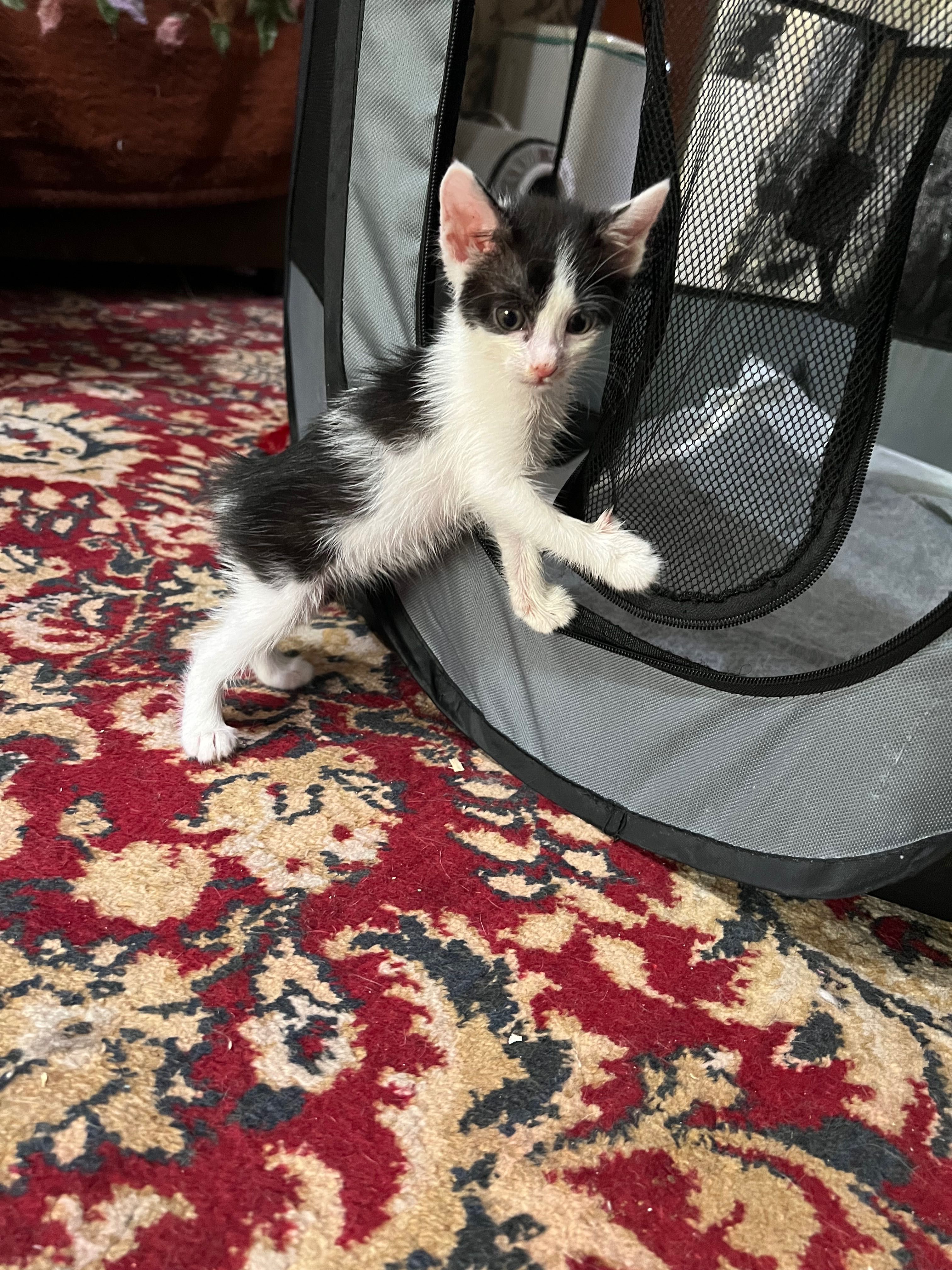 Котенок девочка, отдам хорошим людям