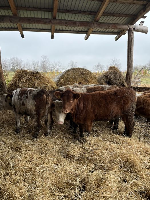 Vand un lot de vitei