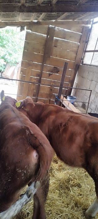 Vând 2 viței bălțate