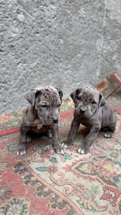 Продается щенки питбуля